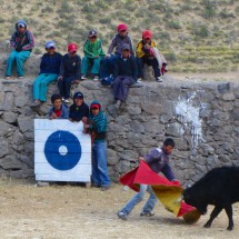 Fighting bull